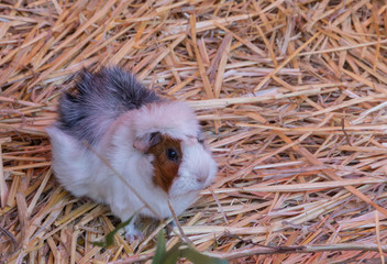 Hamster