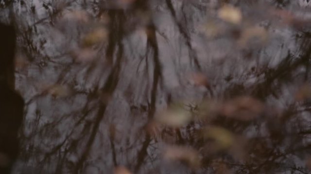 The girl goes through a puddle which reflects leafless autumn trees