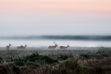 Red deer stag lures female deer. Herd of red deer run on the misty field in the morning during the...
