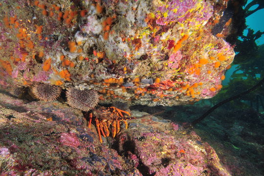 Spiny lobster sharing crack with sea urchins under overhand covered with rich encrusting life.