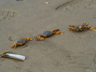 Nordsee Taschenkrebs