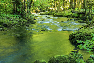 Obraz premium Mountain river flows through the boxwood forest, Abkhazia