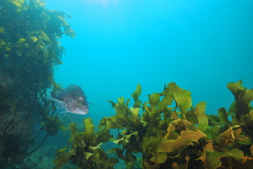 Adult australasian snapper Pagrus auratus swimming among rocks covered with brown kelp Ecklonia radiata. - obrazy, fototapety, plakaty