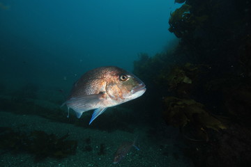 Adult australasian snapper Pagrus auratus shining in strobe light while swimming in dark valley...