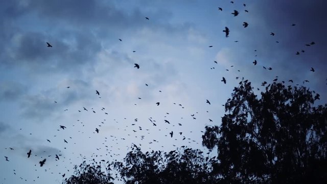 a flock of crows flying over the trees