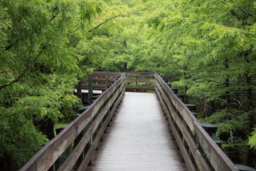 bridge in the forest