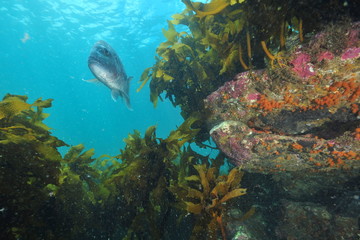 Australasian snapper Pagrus auratus swimming in open water above kelp covered rocky reef close to sea surface.