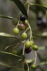 natural diet - small olives on a tree