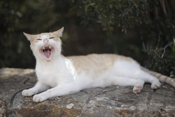 funny red and white kitty yawns in a garden