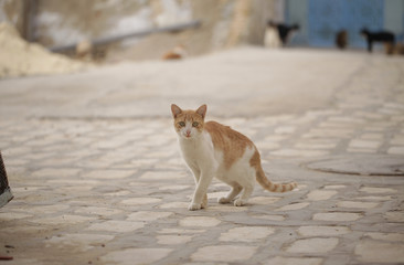 funny red and white kitty on a city pavement