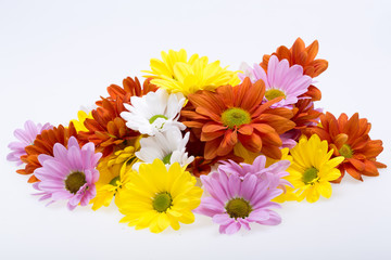 Close up of the colorful chrysanthemum flowers