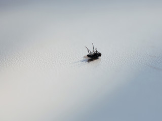 Dead fly insect