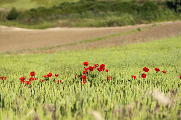 Poppies in a cereal field