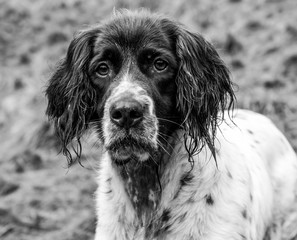 Jagdhund Portrait