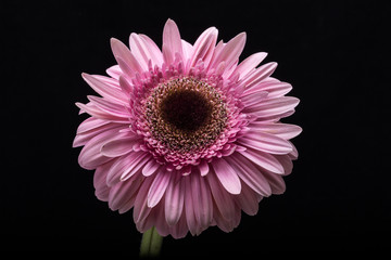 Close up of pink gerbera flower