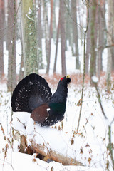 Male of Capercaillie (Tetrao urogallus)