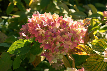 Hydrangea paniculata Limelight