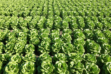 Field of Cabbage