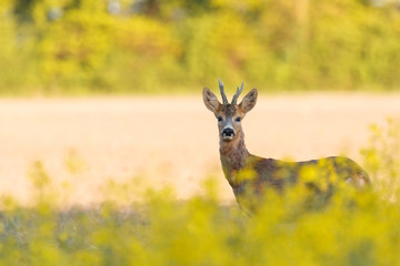 Chevreuil européen (Capreolus capreolus)