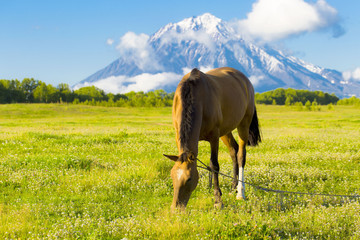 Beautiful horse grazes on a green meadow in the autumn