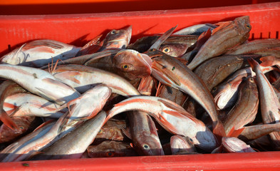 fangfrischer Fisch
