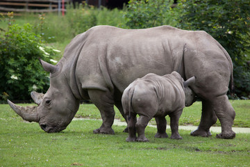 Southern white rhinoceros (Ceratotherium simum simum).
