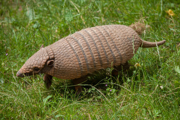Six-banded armadillo (Euphractus sexcinctus)