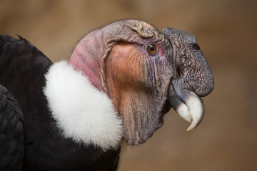 Andean condor (Vultur gryphus).
