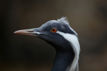 Demoiselle crane (Anthropoides virgo).