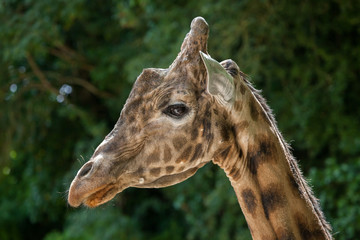 Kordofan giraffe (Giraffa camelopardalis antiquorum)