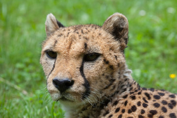 Cheetah (Acinonyx jubatus).