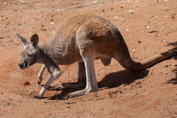 Red kangaroo (Macropus rufus).