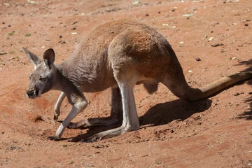 Printed roller blinds Kangaroo Red kangaroo (Macropus rufus).