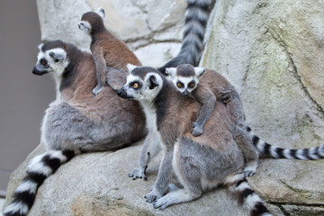 Ring-tailed lemur (Lemur catta). © Vladimir Wrangel