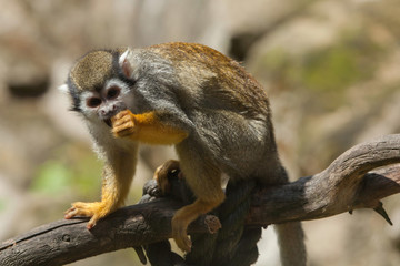 Common squirrel monkey (Saimiri sciureus).