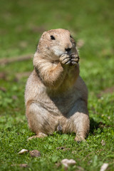 Naklejka na ściany i meble Black-tailed prairie dog (Cynomys ludovicianus).