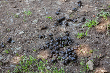 Excrements of domestic reindeer (Rangifer tarandus f. domestica)