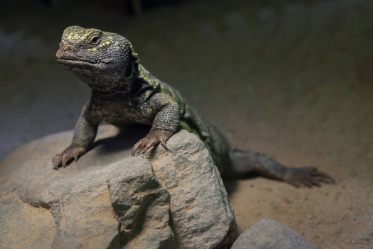 North African mastigure (Uromastyx acanthinura)