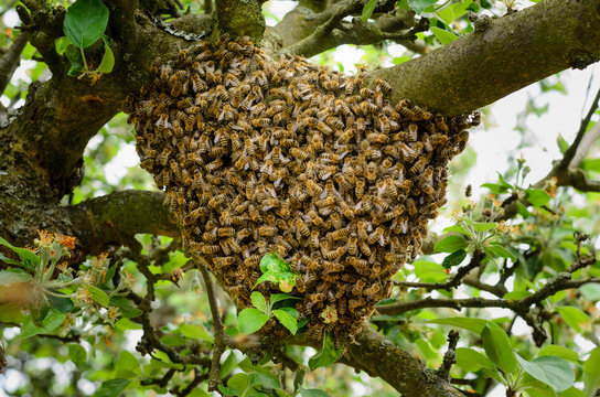 Bienenschwarm