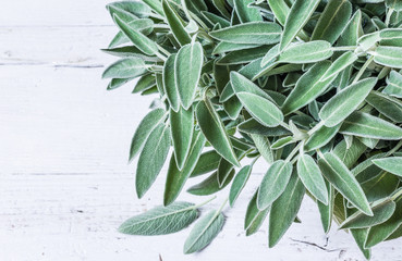 Sage herb on white background..