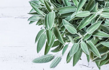 Photo sur Plexiglas Aromatique Sage herb on white background..