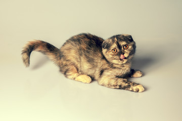 Portrait of cute tortoiseshell scottish fold kitten