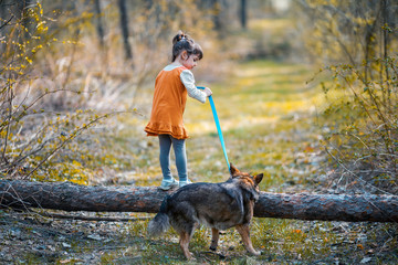 Little girl with a big dog climbs over a log. Girl trains the dog to jump over a hurdle back to camera. Child keeps the dog on a leash