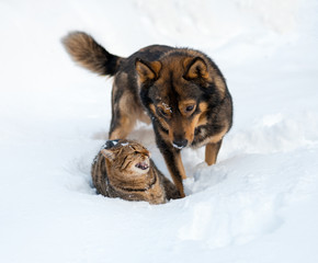 Cat and dog best friends. Cat and dog playing together outdoor on the snow in winter