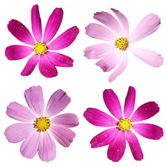 Fototapeta na wymiar Pink and purple flower. Isolated 