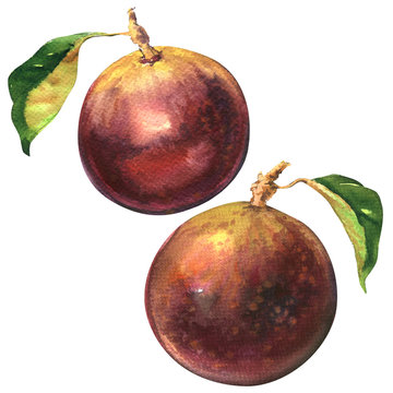 Ripe purple star apple fruit, chrysophyllum cainito isolated, watercolor illustration