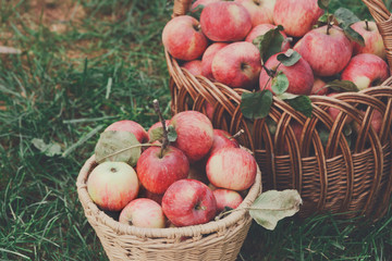 Baskets with apples harvest in fall garden