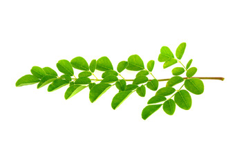 Fresh Moringa oleifera leaves isolated on white background