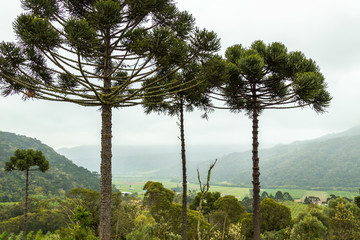 Obraz premium Coníferas e neblina.