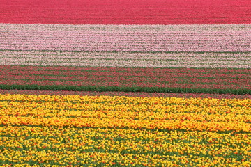 Fototapeta na wymiar Tulips field in Holland